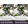 018 She-Hulk - Sensationell
