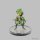 Pathfinder Battles: Leshy Window Box Set - EN